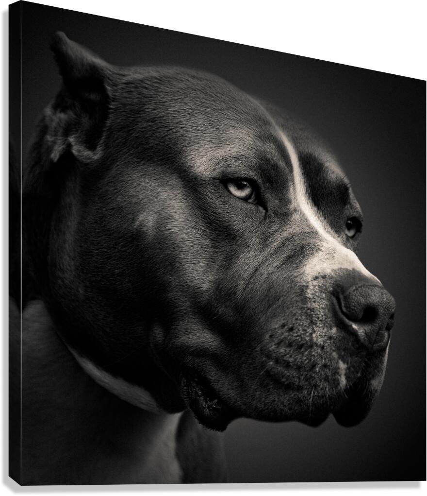 Big Fella Canvas Print