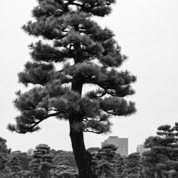 Japanese Black Pine Tree