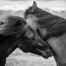 Wild Icelandic Horses