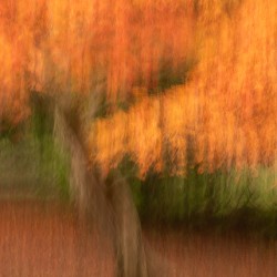 Autumn in Motion