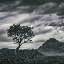 Assynt Tree
