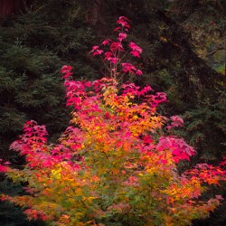 Fire Tree