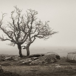 Dartmoor Solitude