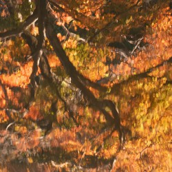 Shinjuku Gyoen Autumn Reflection