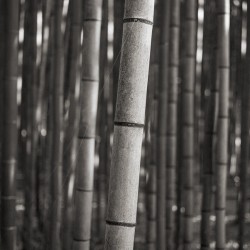Arashiyama Bamboo