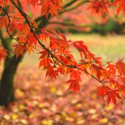 Autumn Japanese Maple