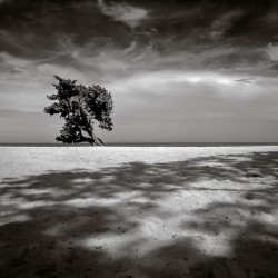 Beach Tree