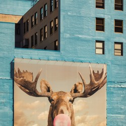 Chicago Bubblegum Moose