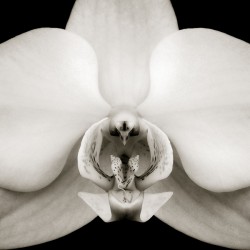 Orchid