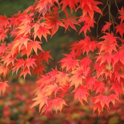 Japanese Red Maple