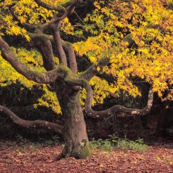 Japanese Maple at Autumn