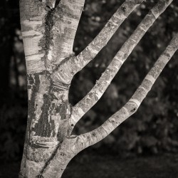 Burghley Birch Tree