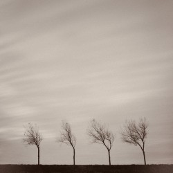 Four Trees
