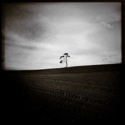 Field Tree