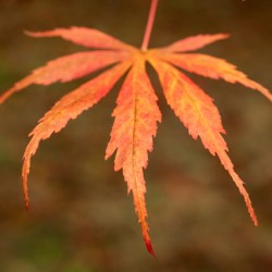 Japanese Maple Leaf