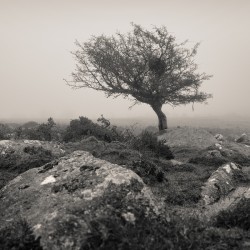 Dartmoor Tree