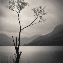 Lone Tree on Buttermere