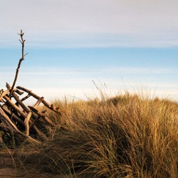 Driftwood