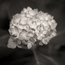 Hydrangea