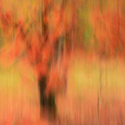 Autumn Mirage