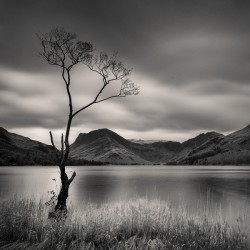 Buttermere Tree