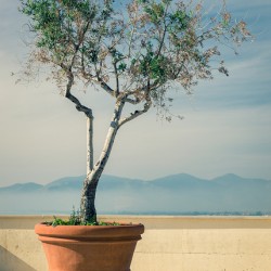 Olive Tree