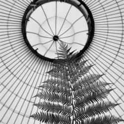 Fern and Dome