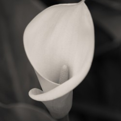 Calla Lily Bloom