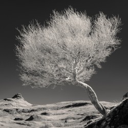 Highland Tree and Peak