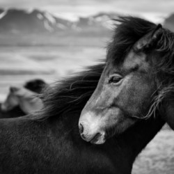 Icelandic Horses