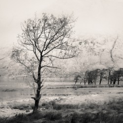 Loch Etive Tree