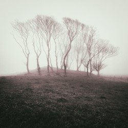 Misty Trees