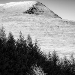 Mull Trees and Peak