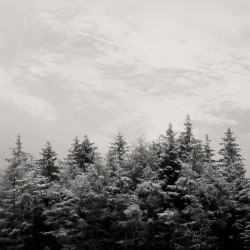 Snowcapped Firs