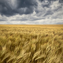 Storm Clouds Over Barley Field