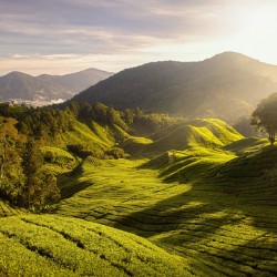 Tea Plantation Sunrise