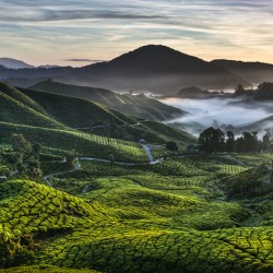 Tea Plantation at Dawn