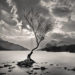 The Lonely Tree