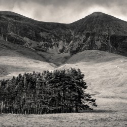 Torridon Trees