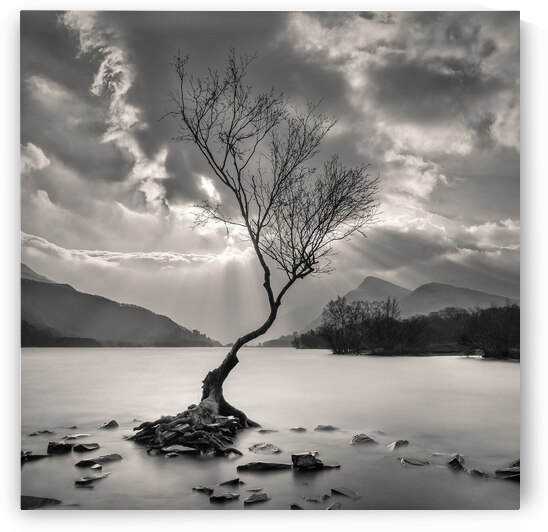 The Lonely Tree by Dave Bowman