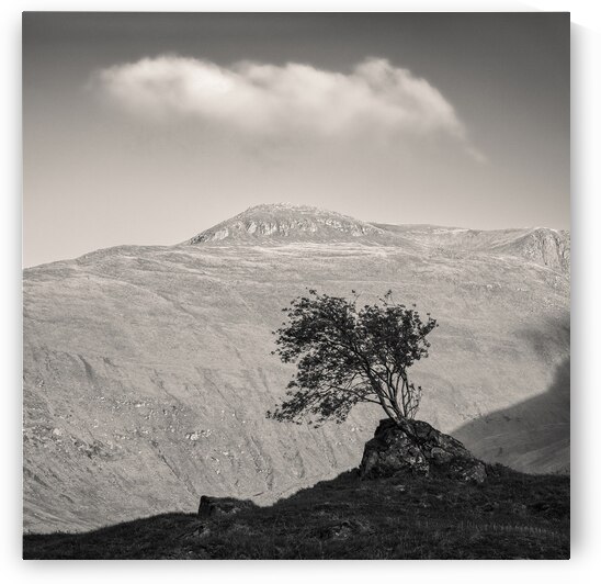 Glen Shiel Tree by Dave Bowman