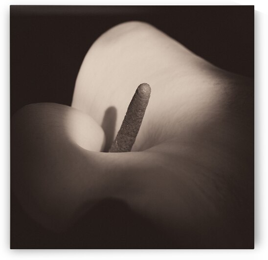 Calla Lily by Dave Bowman