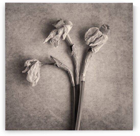 Fading Beauty by Dave Bowman