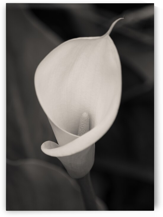 Calla Lily Bloom by Dave Bowman