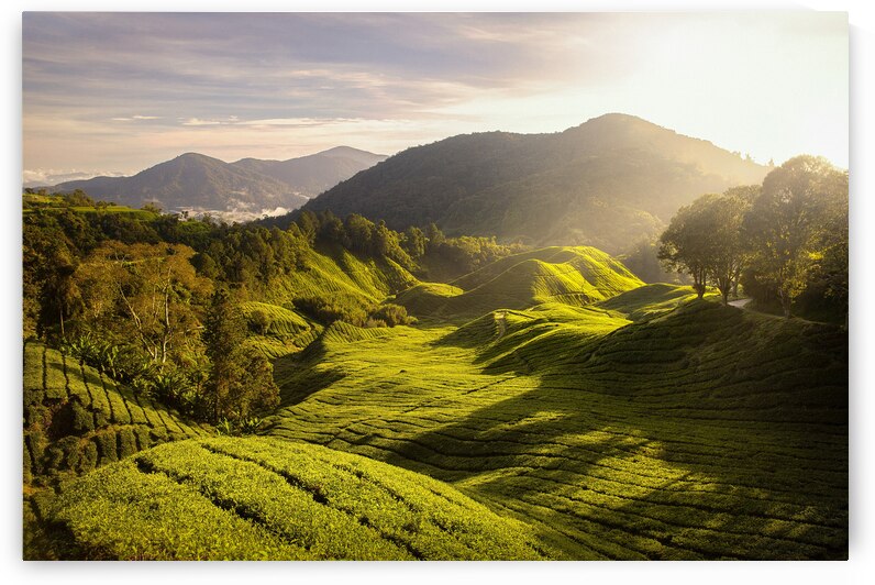 Tea Plantation Sunrise by Dave Bowman