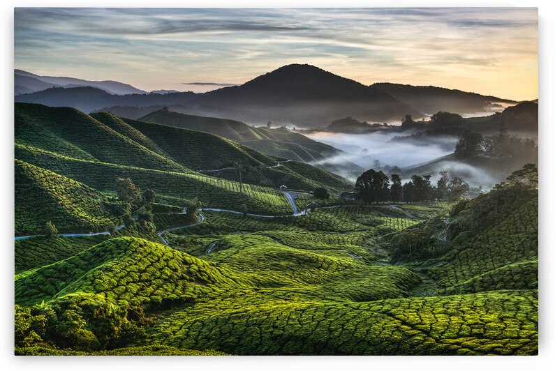 Tea Plantation at Dawn by Dave Bowman