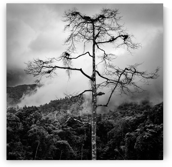 Solitary Tree by Dave Bowman