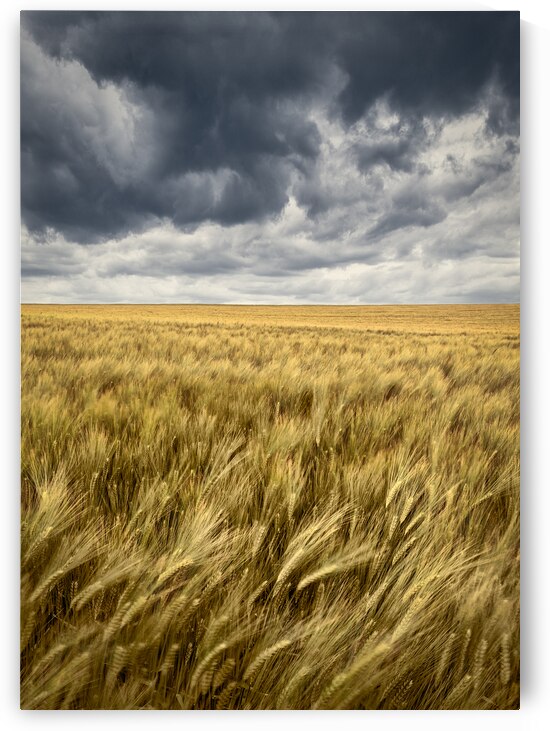 Storm Clouds Over Barley Field by Dave Bowman