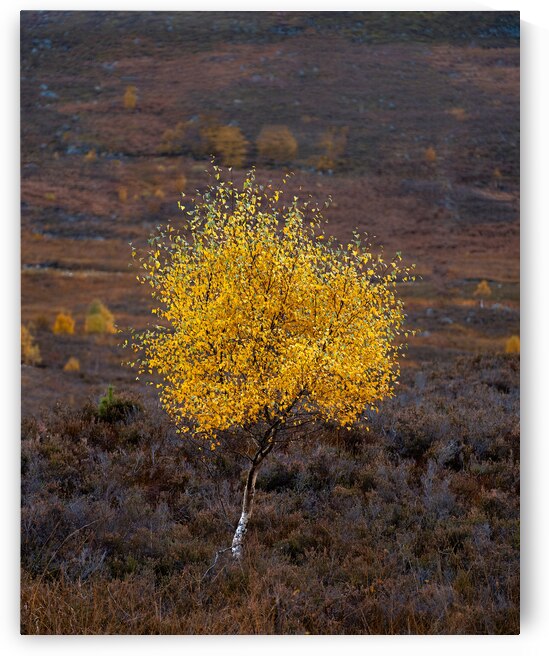 Autumn Tree by Dave Bowman
