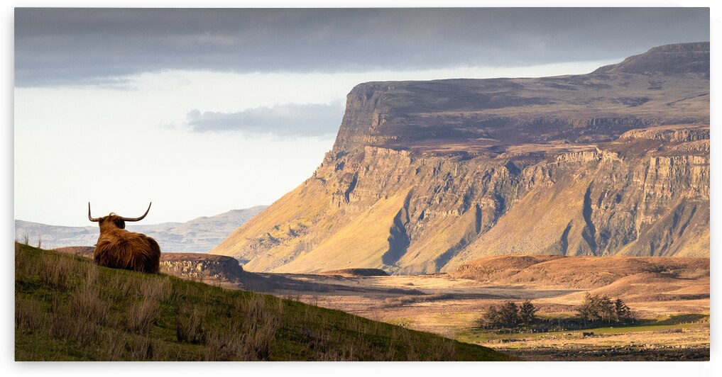 Highland Coo with a View by Dave Bowman